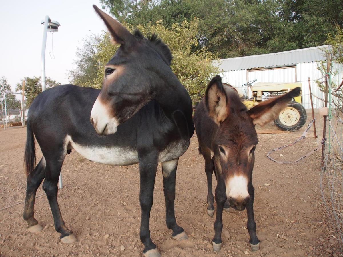 ואלה דה גוואדלופה Casa Mayoral B&B Pet Friendly מראה חיצוני תמונה